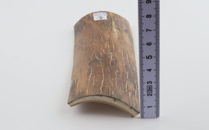 Caramel-brown mammoth bark