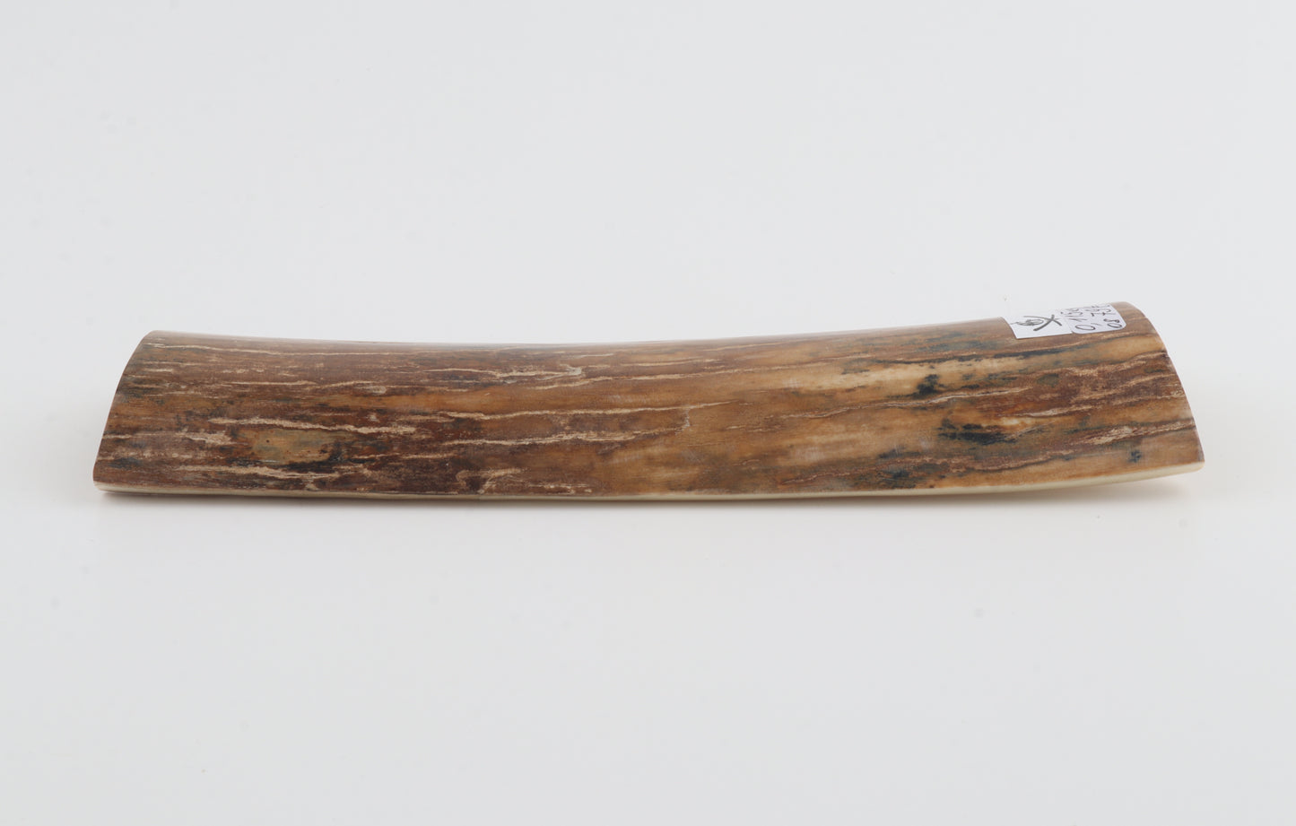 Caramel-brown mammoth bark