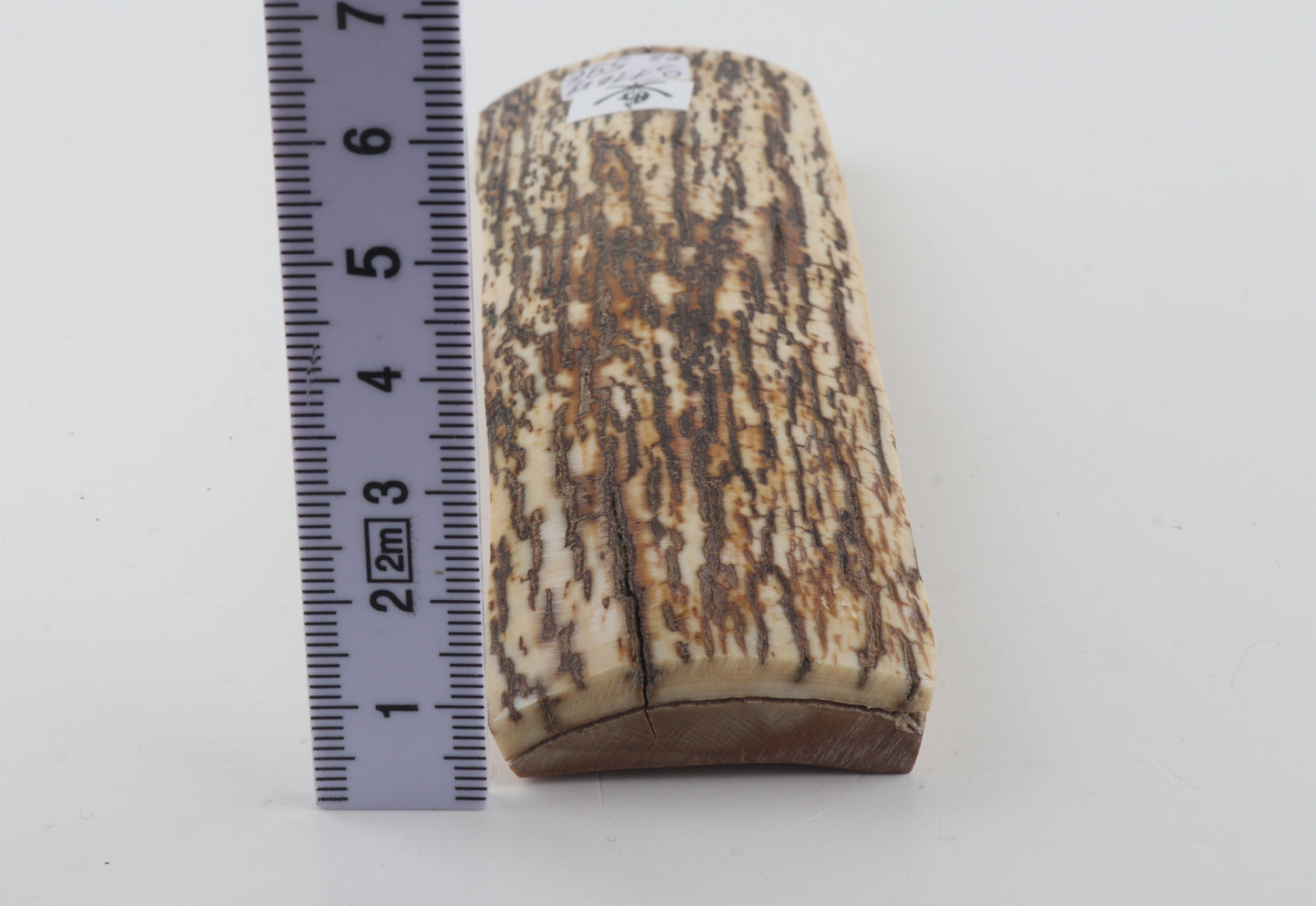 White-brown mammoth bark