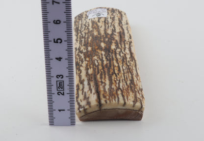 White-brown mammoth bark