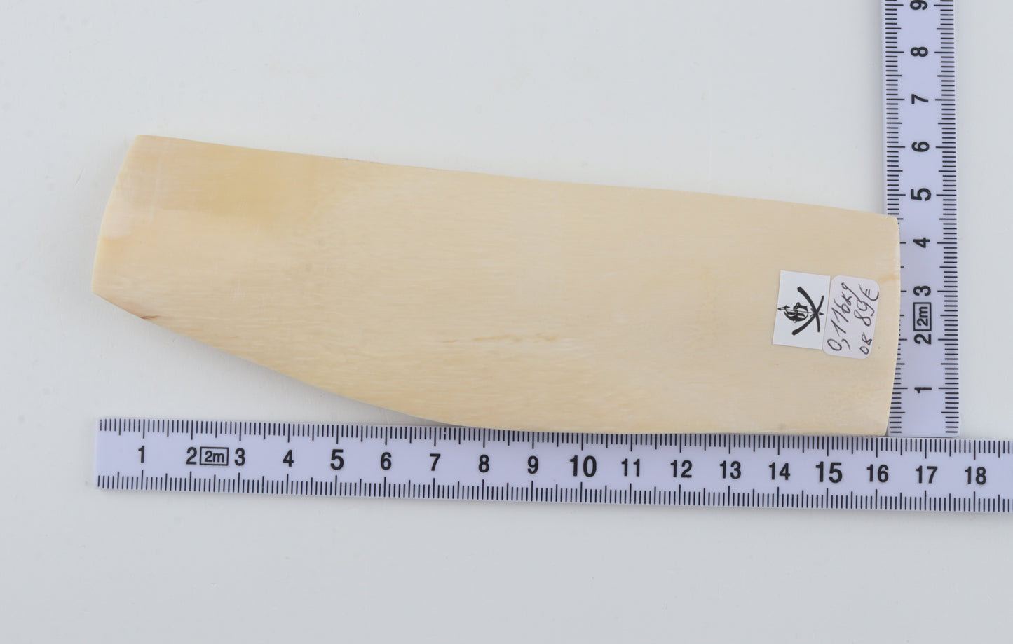White mammoth ivory segment