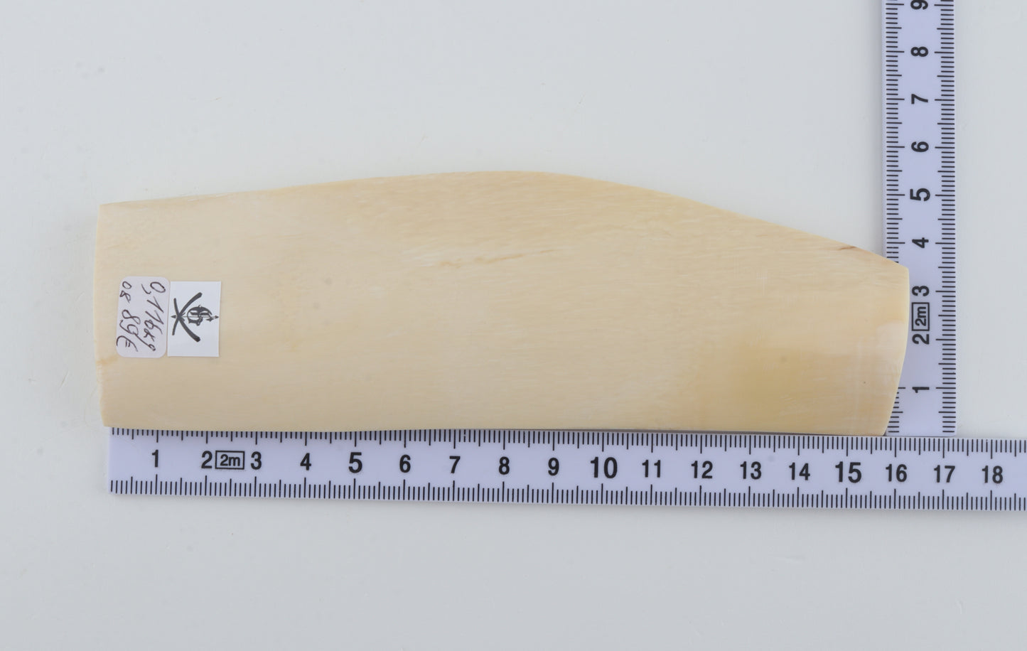 White mammoth ivory segment