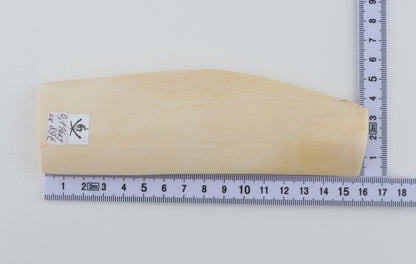 White mammoth ivory segment