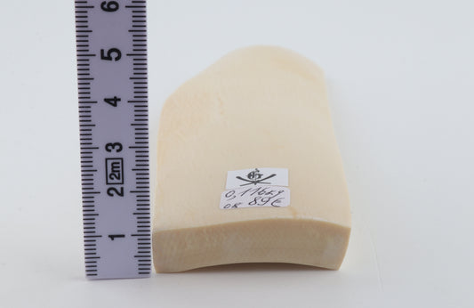 White mammoth ivory segment