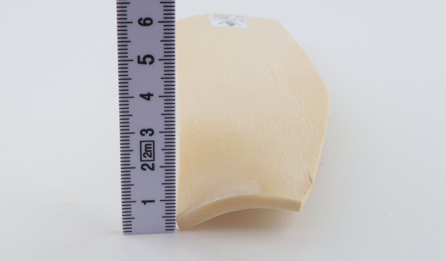 White mammoth ivory segment