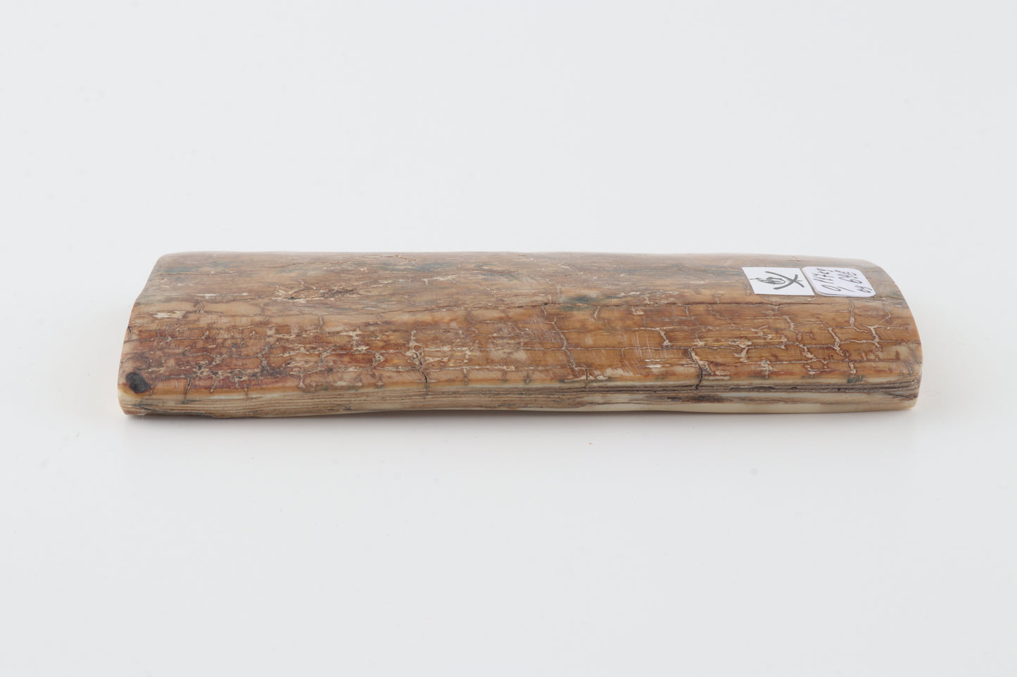 Beige mammoth bark