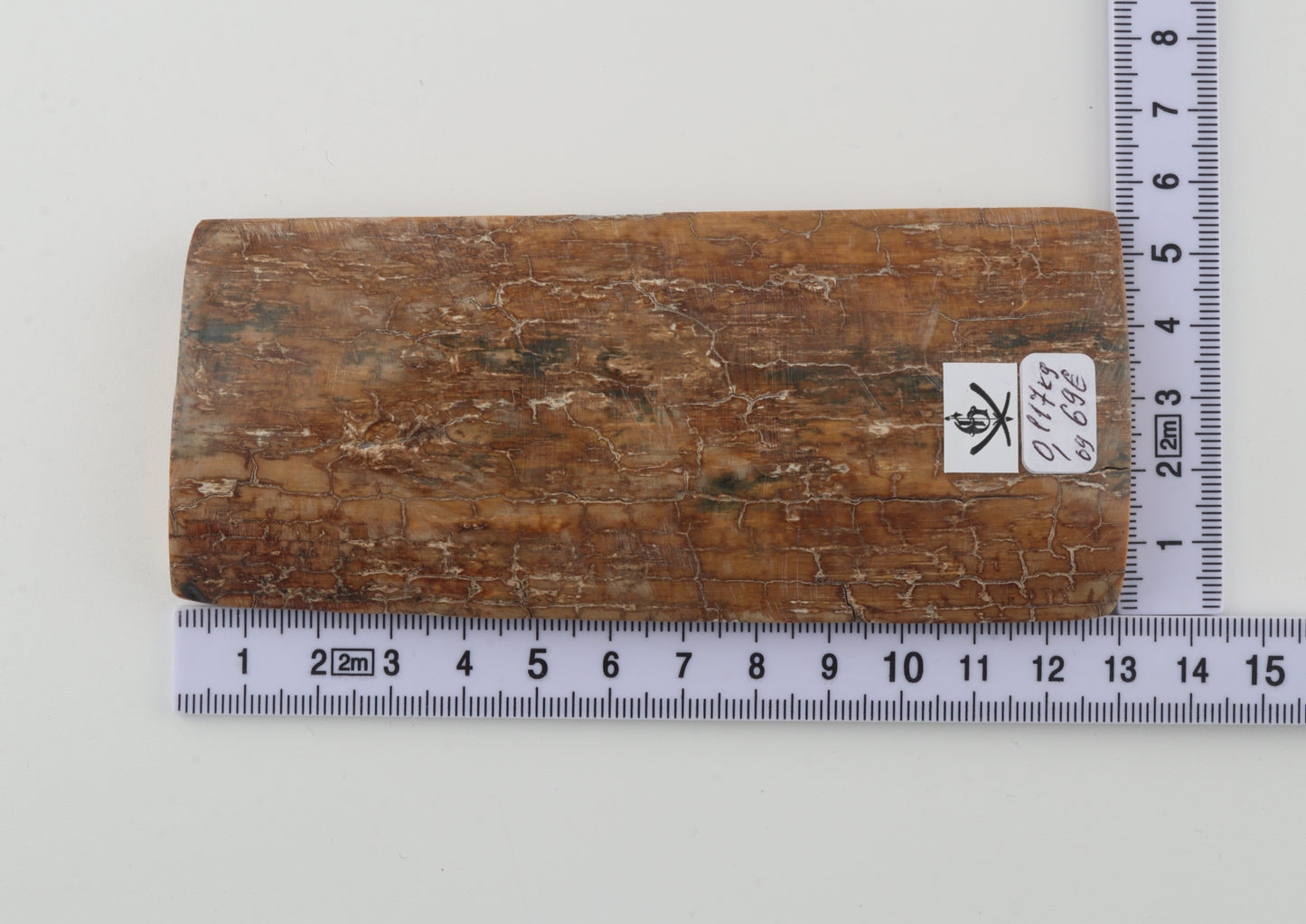 Beige mammoth bark