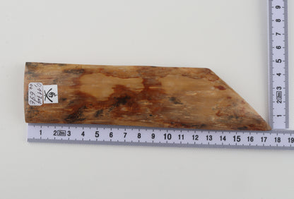 Beige-orange mammoth bark