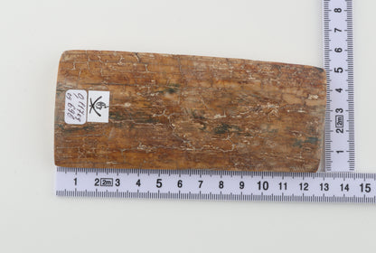 Beige mammoth bark