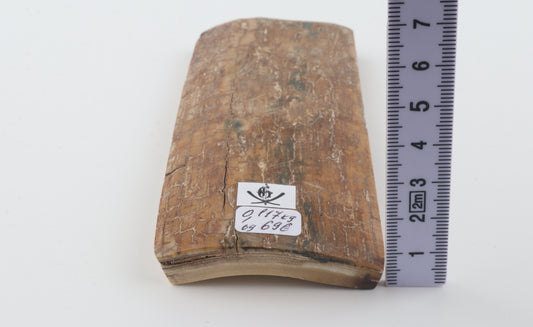 Beige mammoth bark