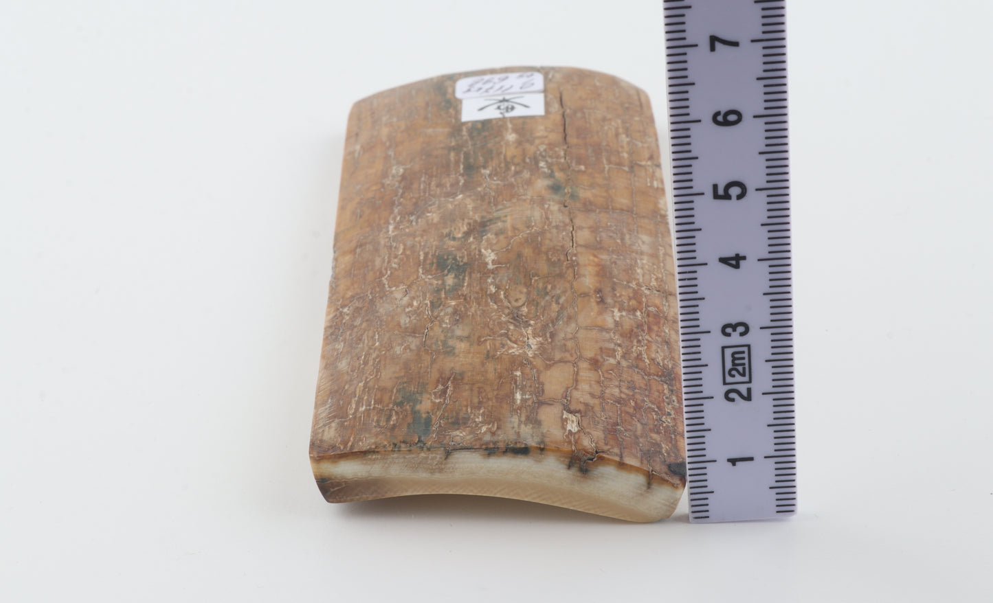 Beige mammoth bark
