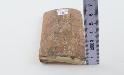 Beige mammoth bark