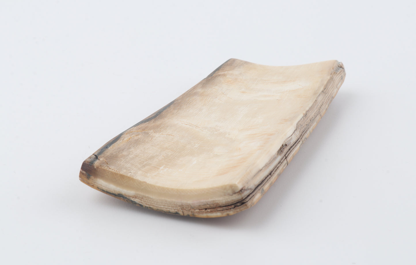 Beige mammoth bark