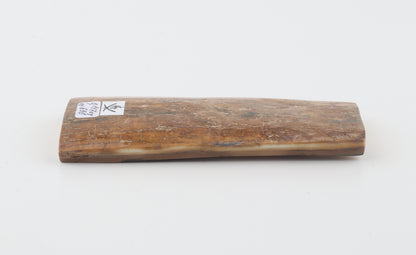 Beige mammoth bark