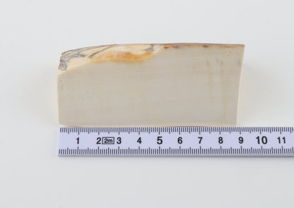 Natural mammoth ivory piece