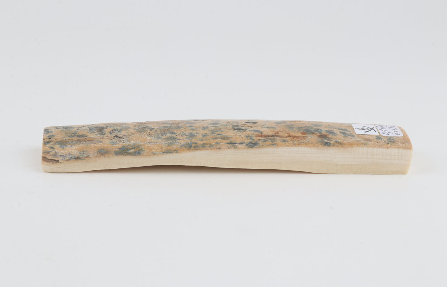 Beige-blue mammoth bark