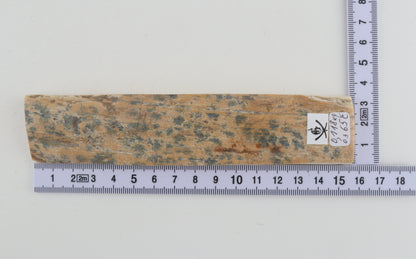Beige-blue mammoth bark