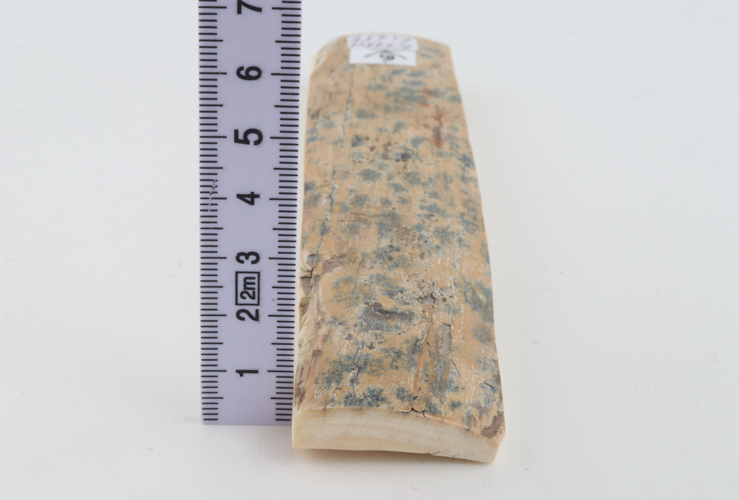 Beige-blue mammoth bark