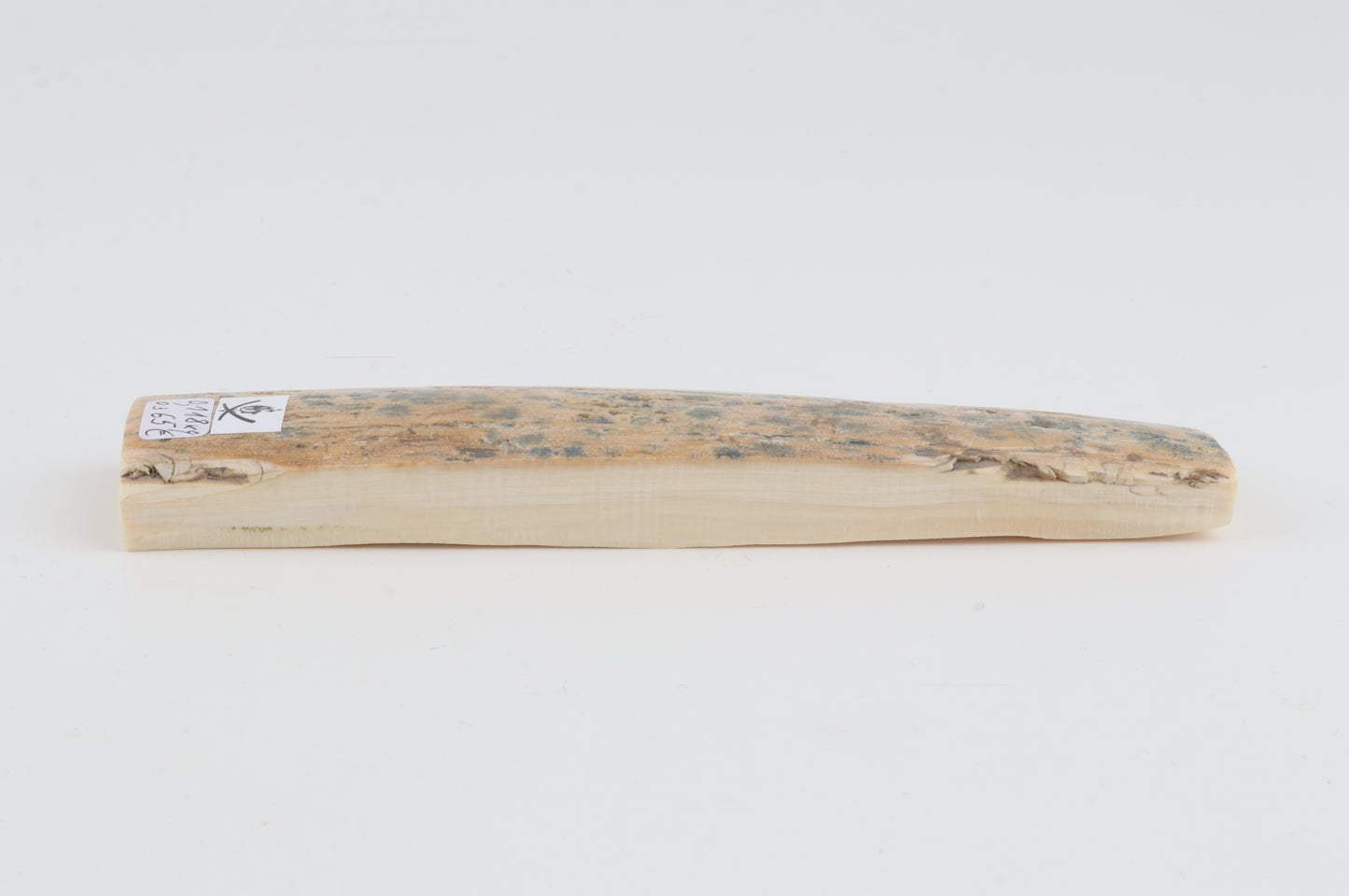 Beige-blue mammoth bark