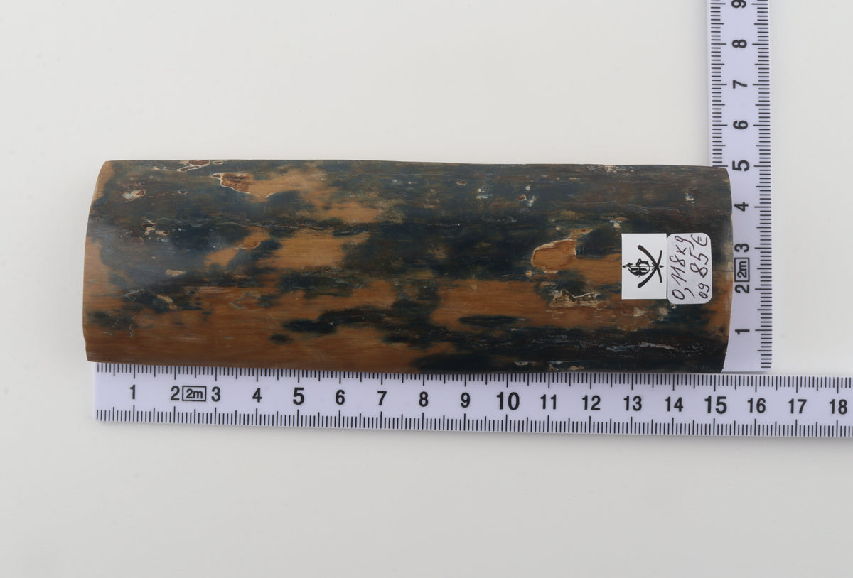 Mustard-blue mammoth bark