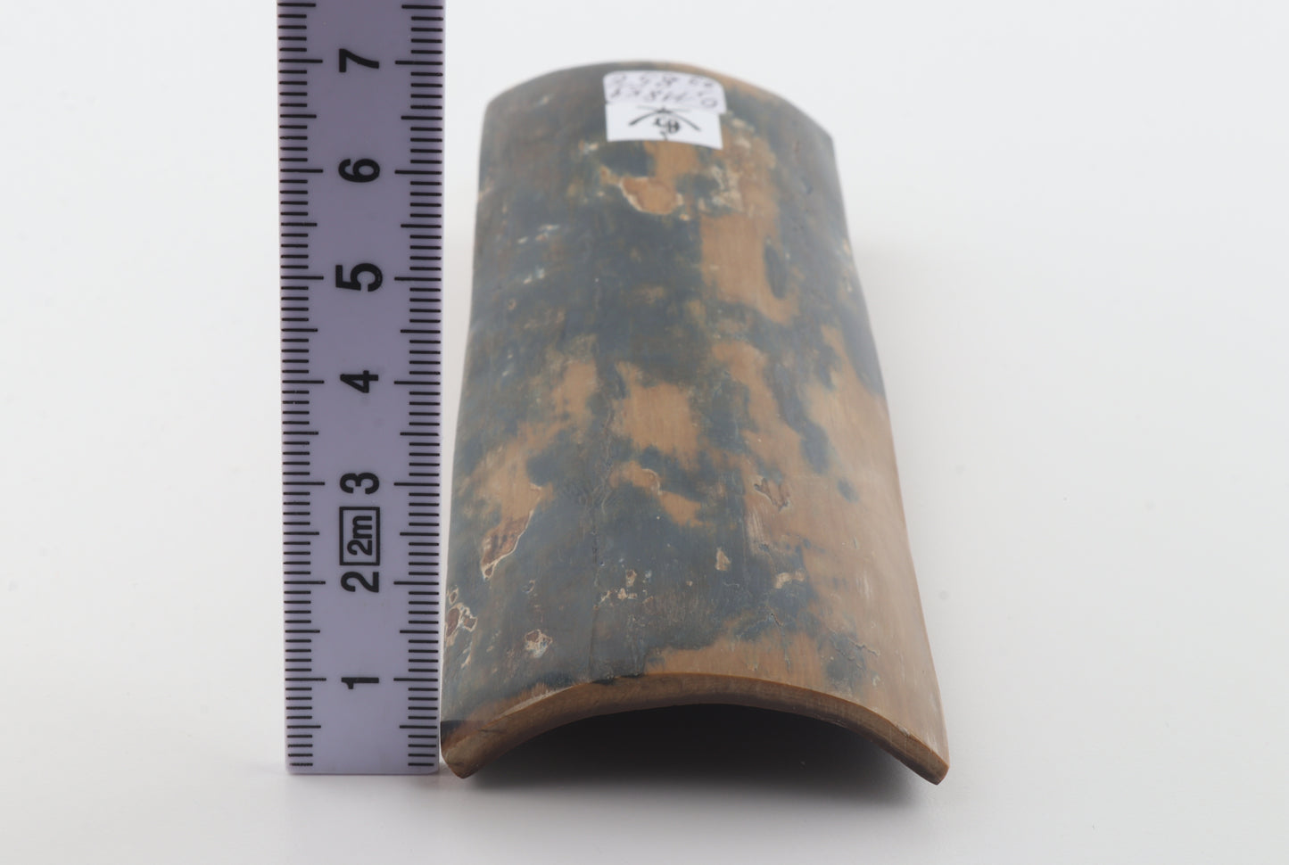 Mustard-blue mammoth bark