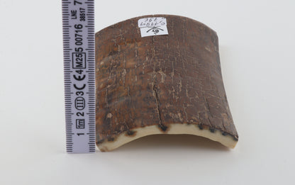 Brown mammoth bark