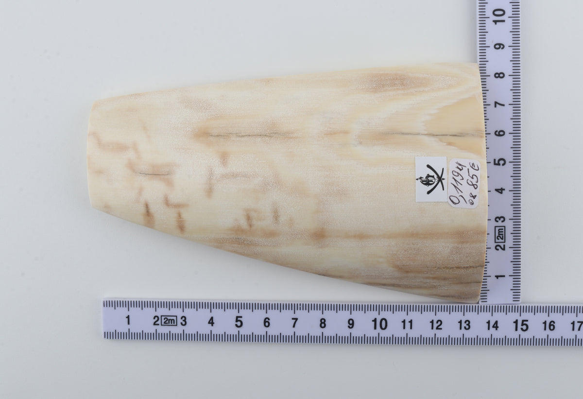 Cream-beige mammoth bark