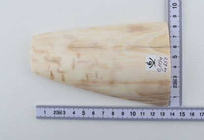 Cream-beige mammoth bark