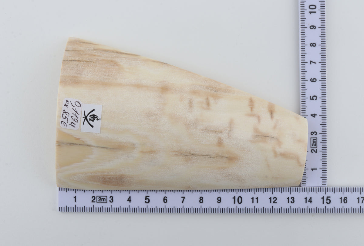 Cream-beige mammoth bark