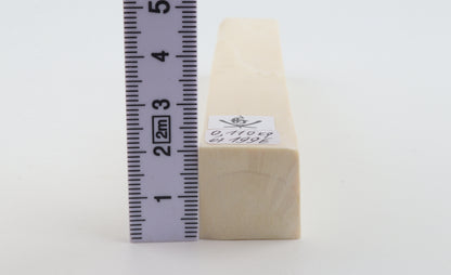 White mammoth ivory segment