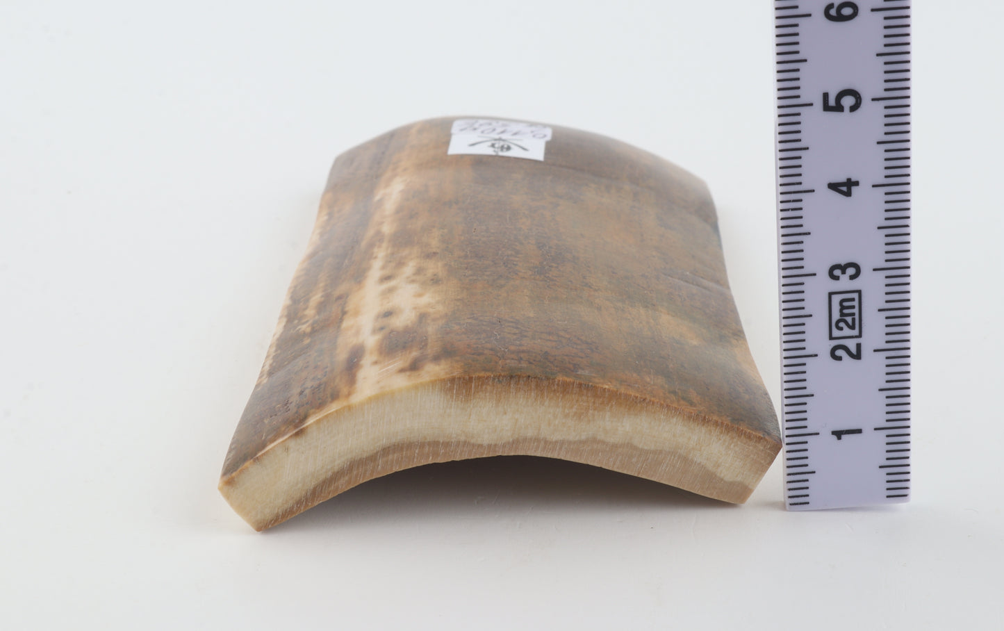 Brown-mustard mammoth bark