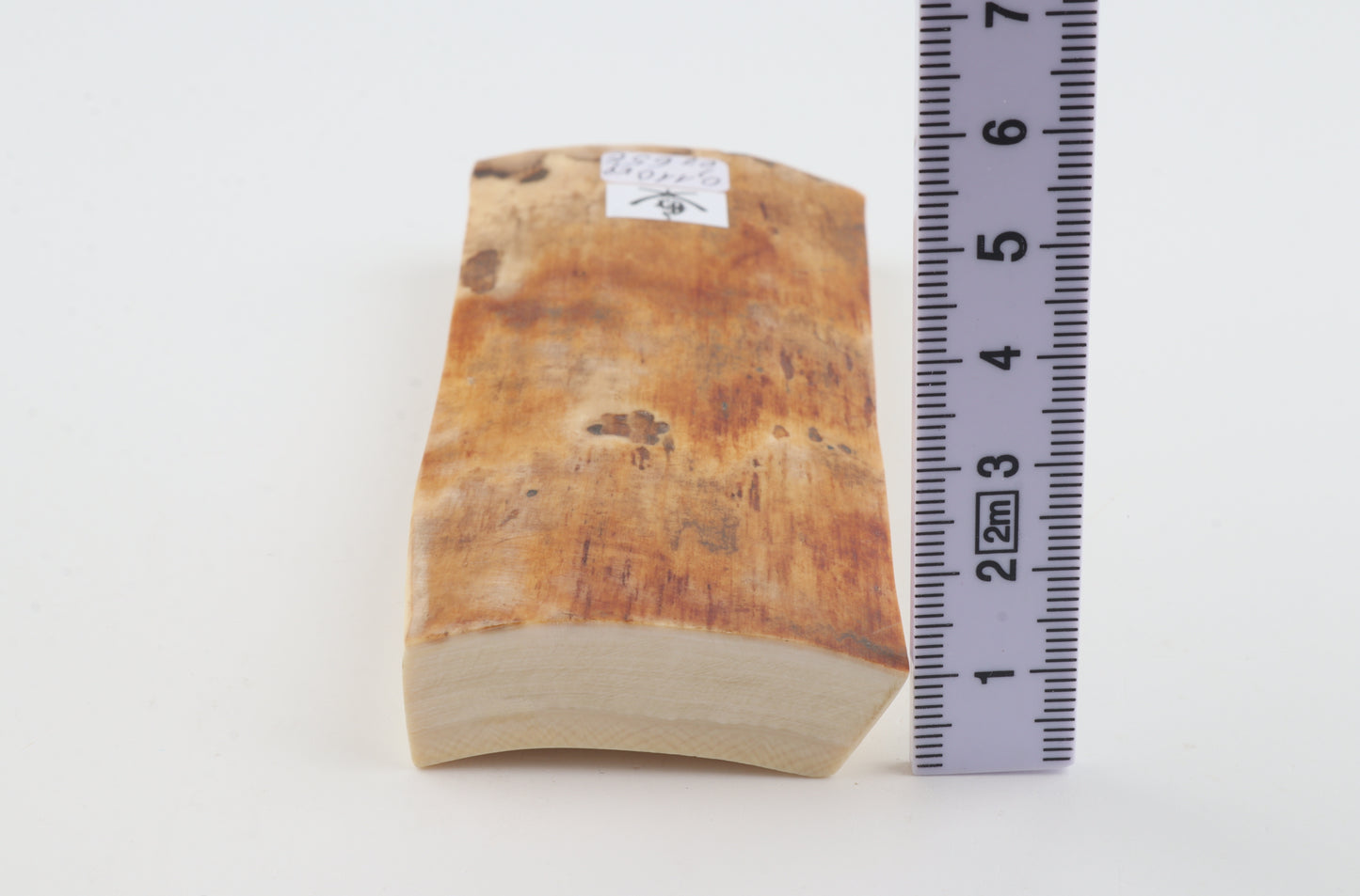 Orange-caramel mammoth bark