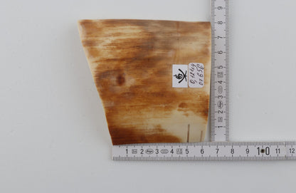 Yellow-orange mammoth bark