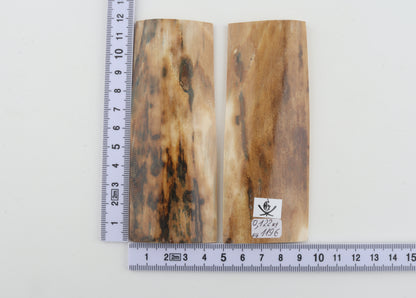 Natural mammoth bark scales