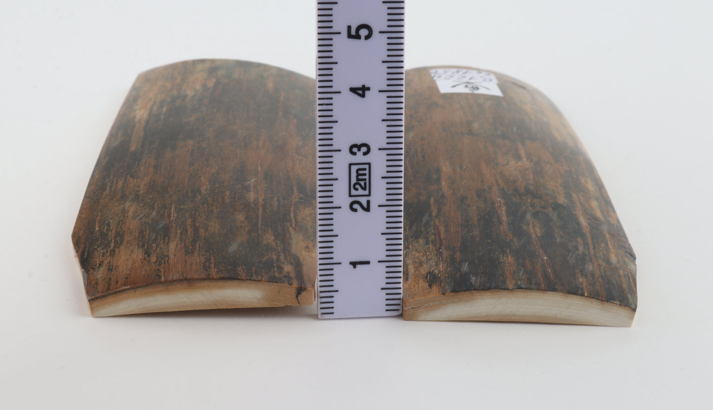 Natural mammoth bark scales