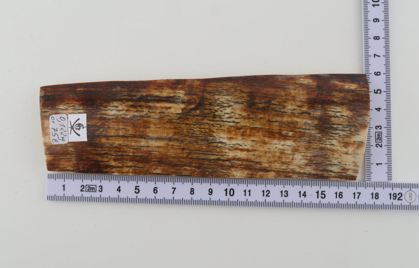 Orange-brown mammoth bark