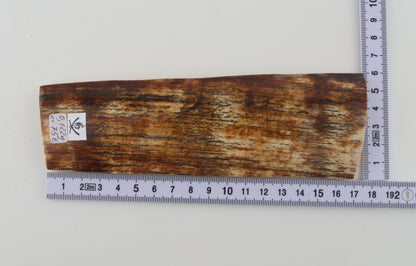 Orange-brown mammoth bark