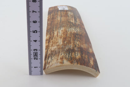 Orange-brown mammoth bark