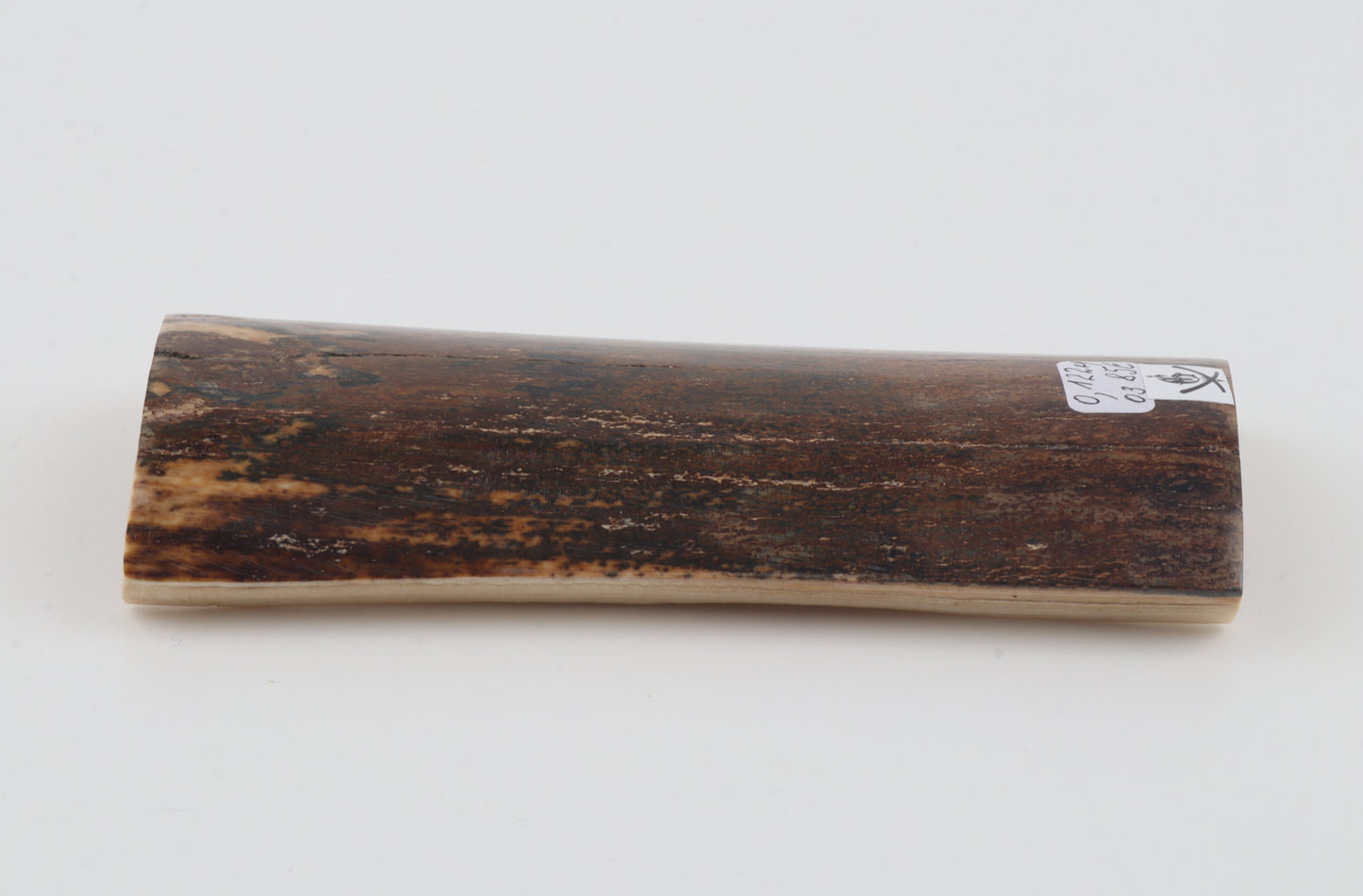 Brown mammoth bark