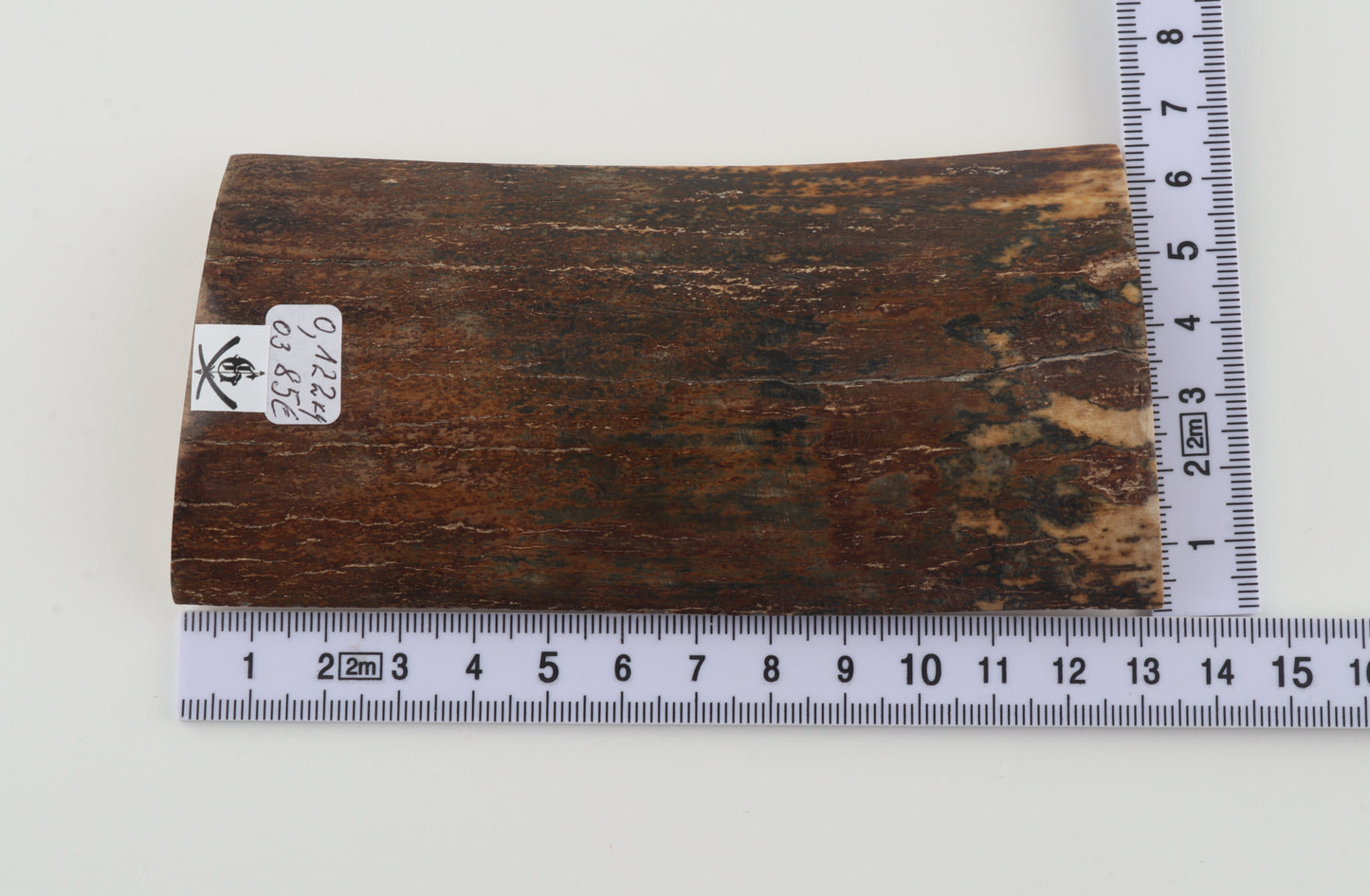 Brown mammoth bark