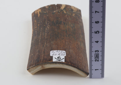 Brown mammoth bark