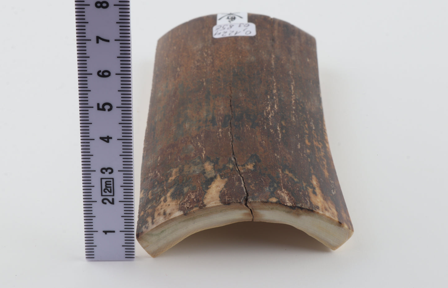 Brown mammoth bark