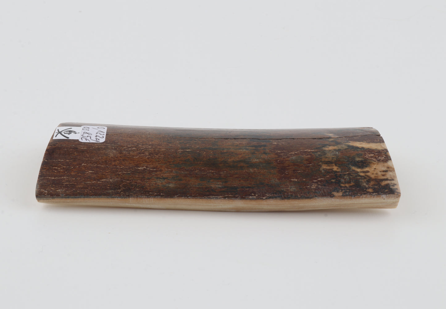 Brown mammoth bark