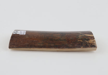 Brown mammoth bark