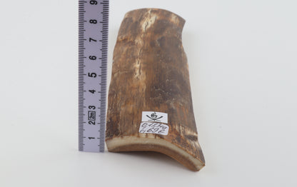 Brown mammoth bark