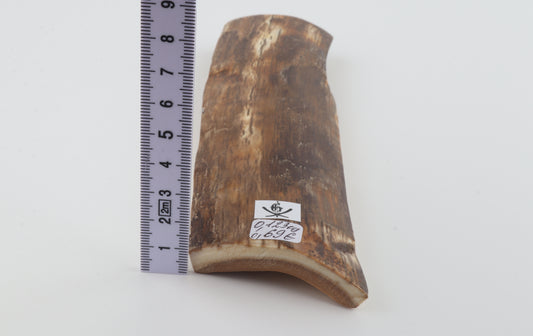 Brown mammoth bark