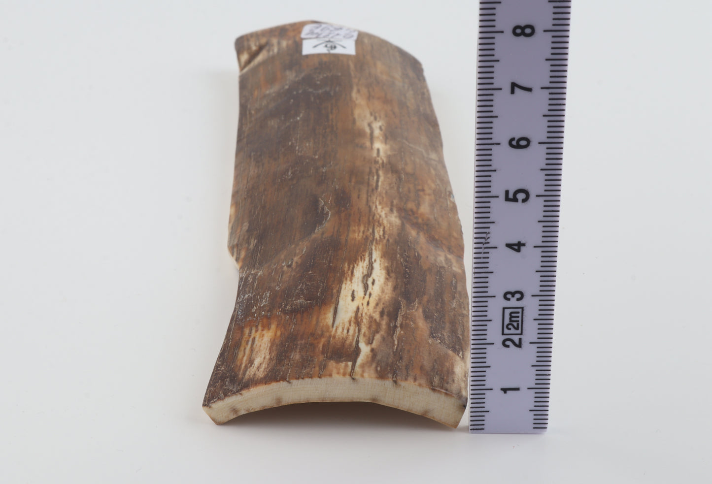 Brown mammoth bark