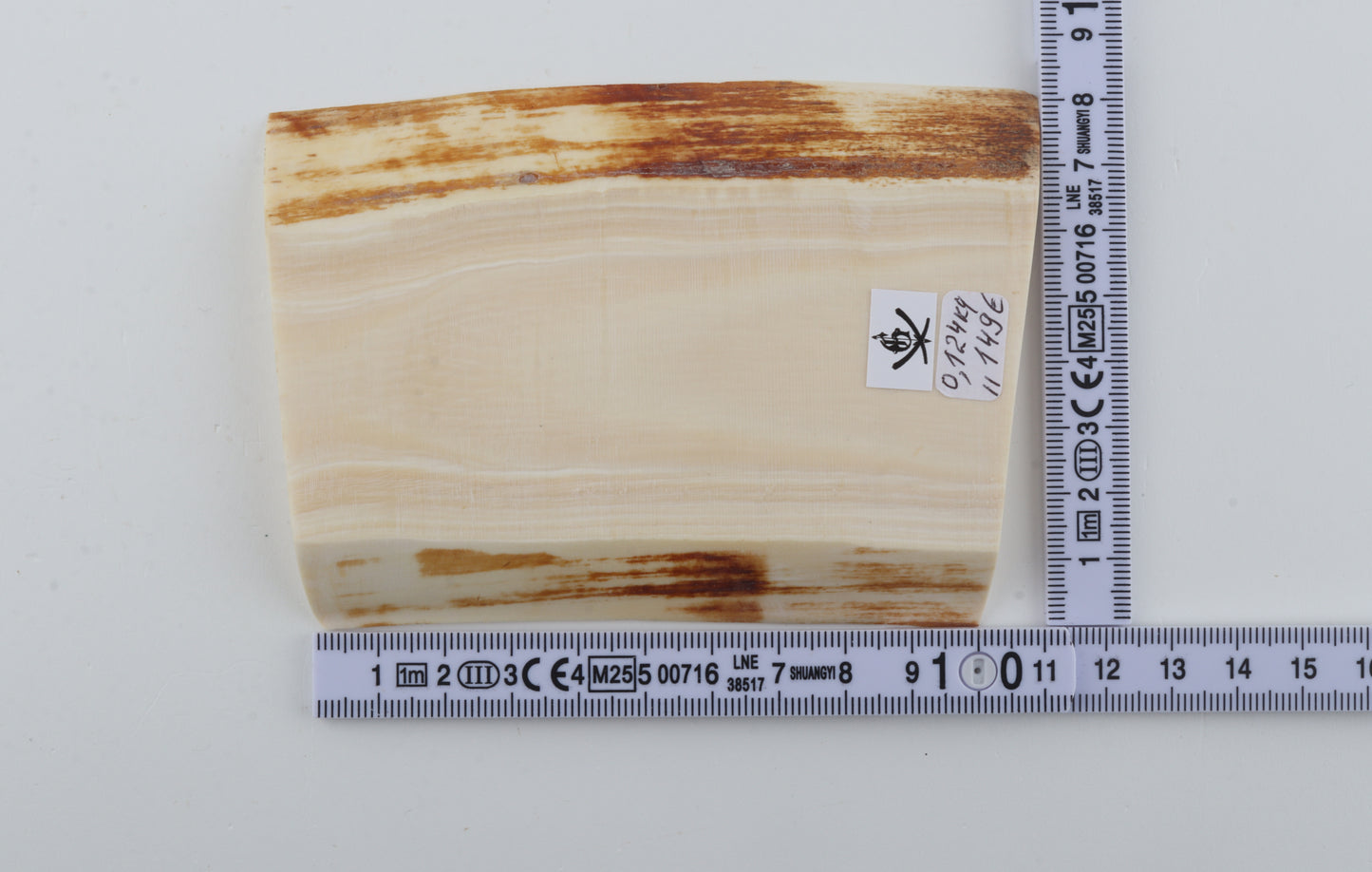 White mammoth ivory segment