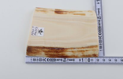 White mammoth ivory segment