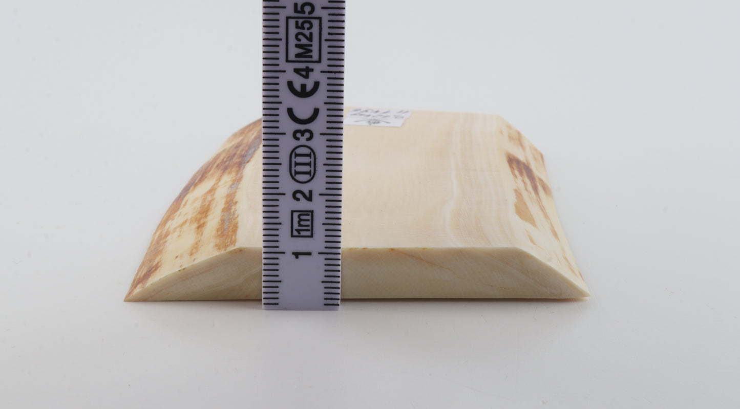 White mammoth ivory segment